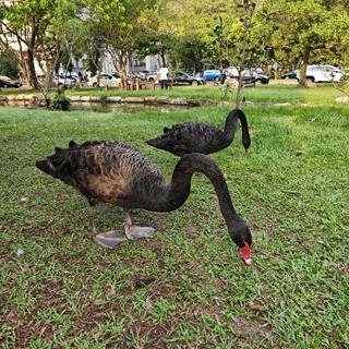 果醬鴨的小小收藏