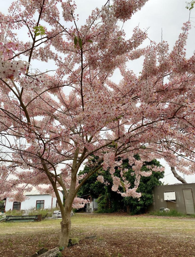 baby mommy 輕鬆購