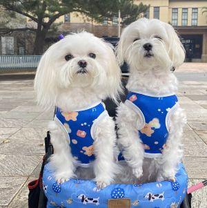 龐德迪諾襯衫 新竹店｜阿信防皺襯衫