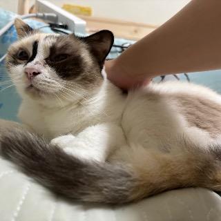 泡芙