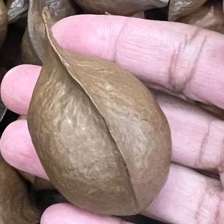 wusister 手作坊加平價髮飾種子手作材料