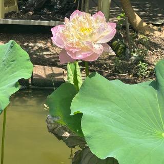 小米米賣場