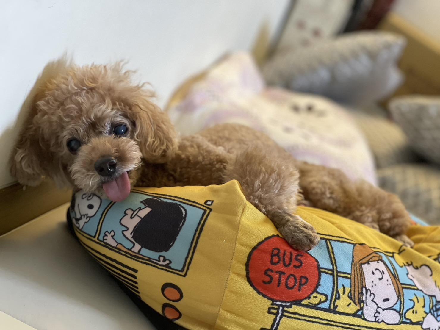 E.A.J.K.歐美日韓代購