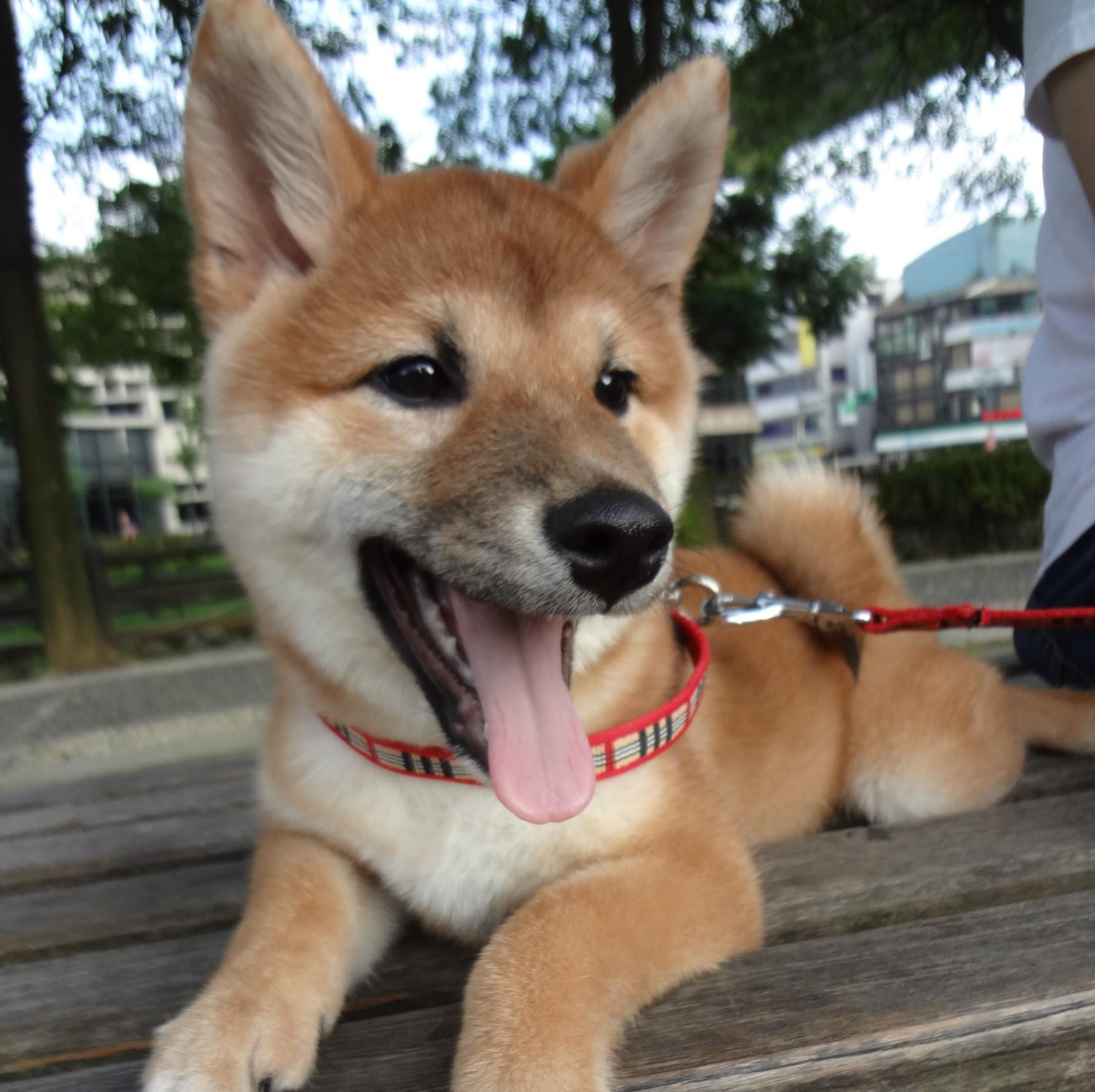 桃園霸道總柴-願柴力與你同在-王品集團餐券-王品牛排、西堤、陶板屋、夏慕尼、威尼斯、新光、威秀、星橋、國賓、喜樂電影票