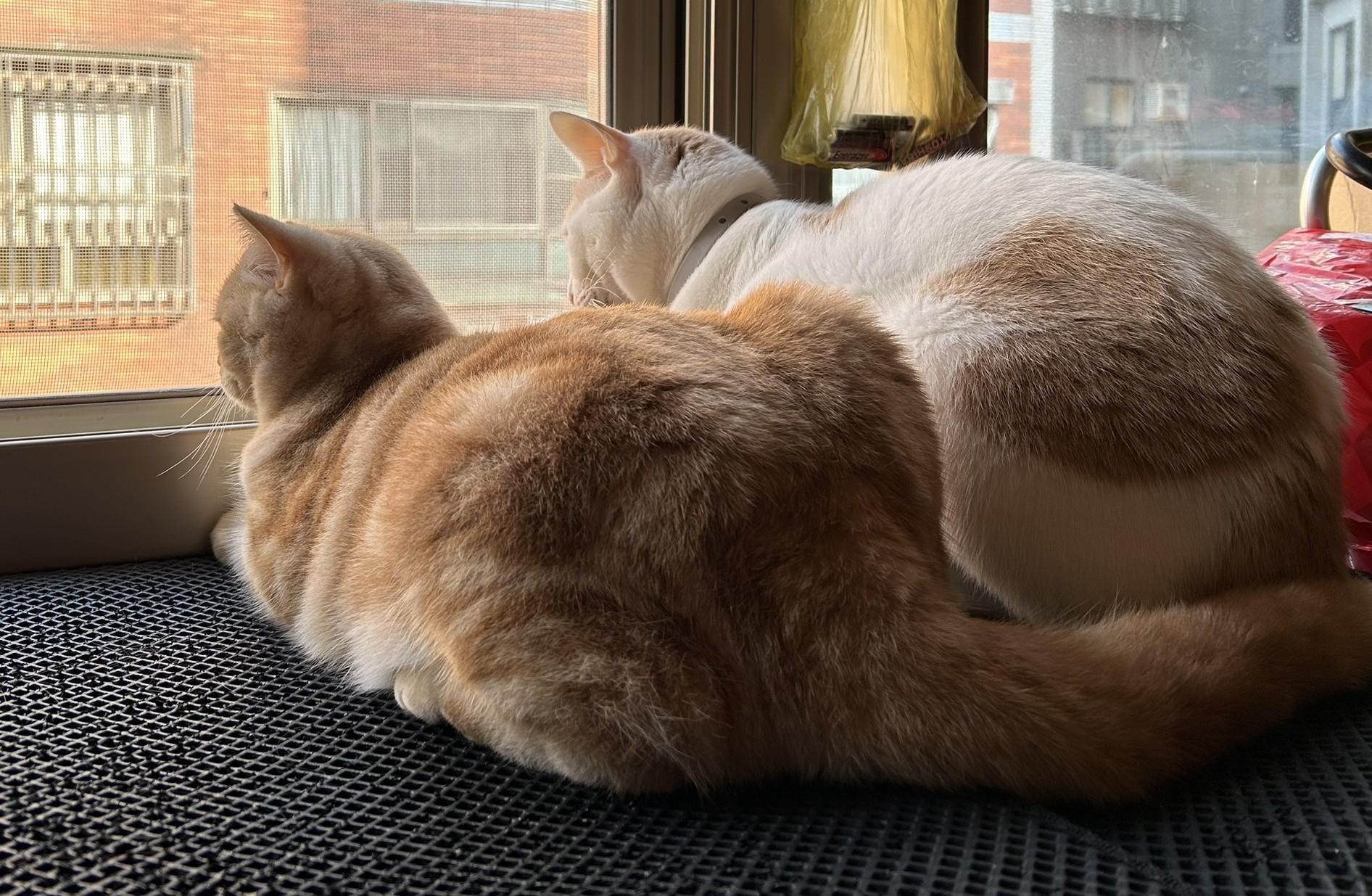 皮球兄弟雜貨舖IOMBranch