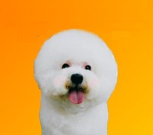 妮咕小舖 - 日本零食/日韓小物/可愛小物/雜貨/包包/髮飾/母嬰/