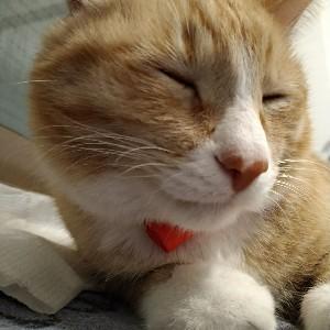 燒蛋一咧 甘仔店