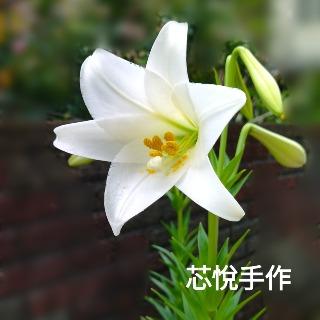 芯悅手作