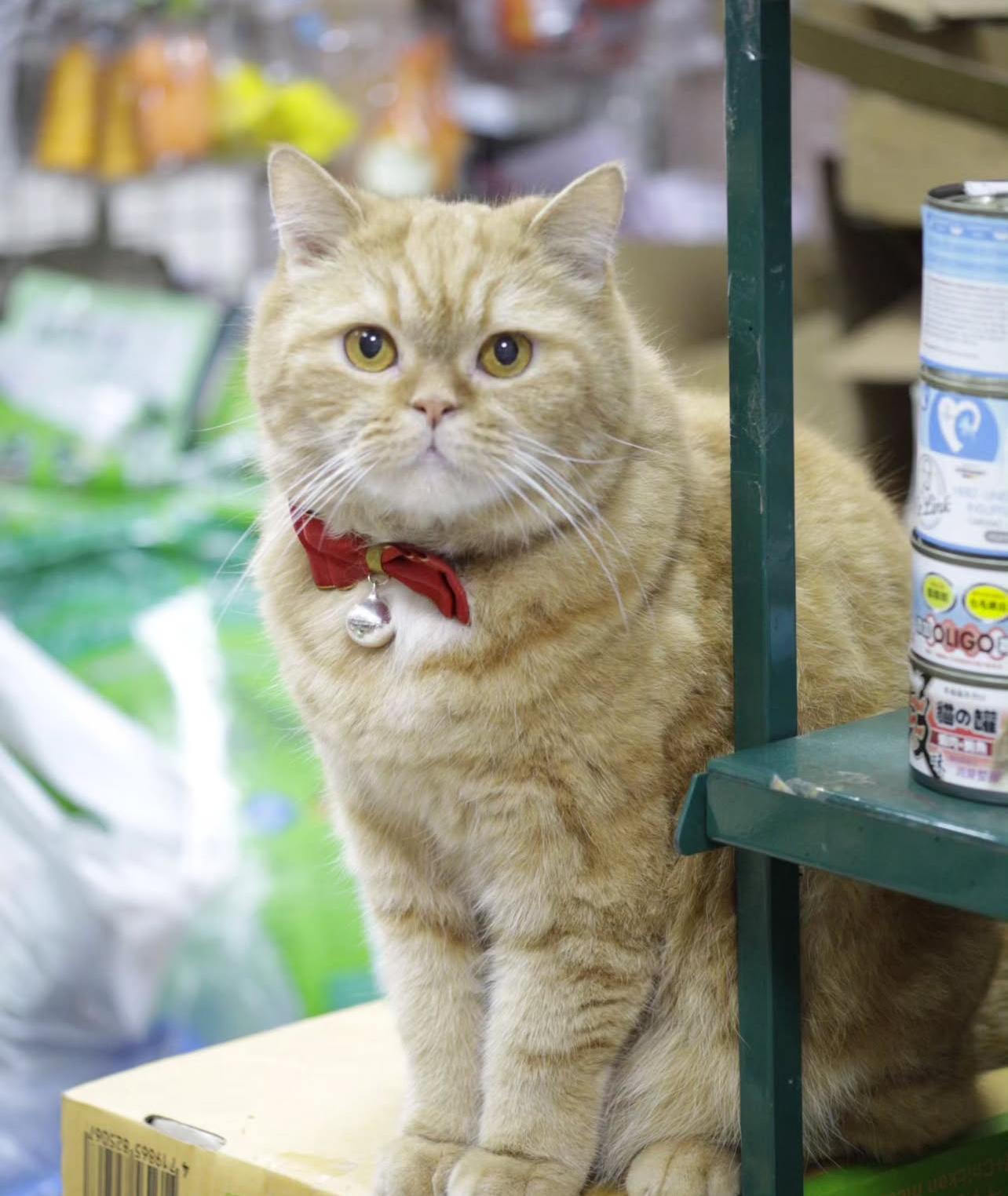 毛孩go寵物百貨