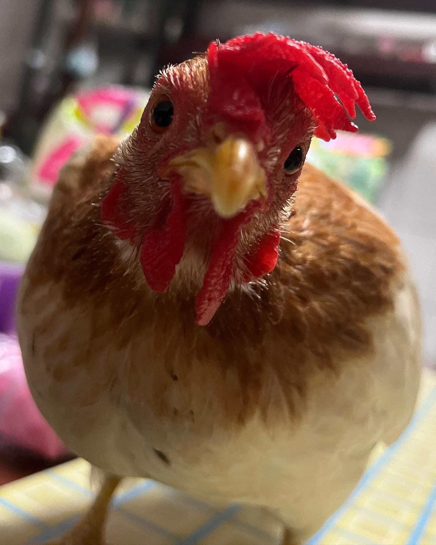 台日生活小舖_服飾、包包、日本代購、二手商品