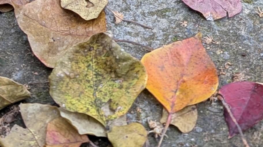 **¥¥ SWITCH小商店 ¥¥**