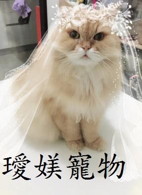 璦媄寵物魔幻屋