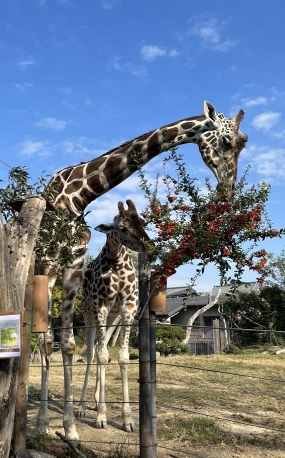 長頸鹿🦒小舖