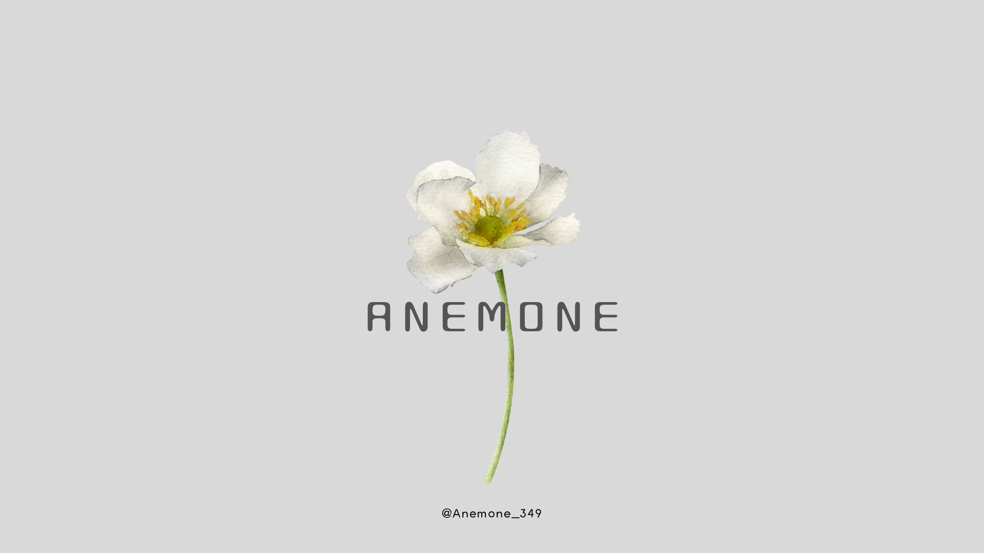 Anemone.