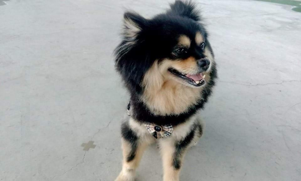 Nintendo  Switch 遊戲 可用平台優惠券，售價不定期調降。