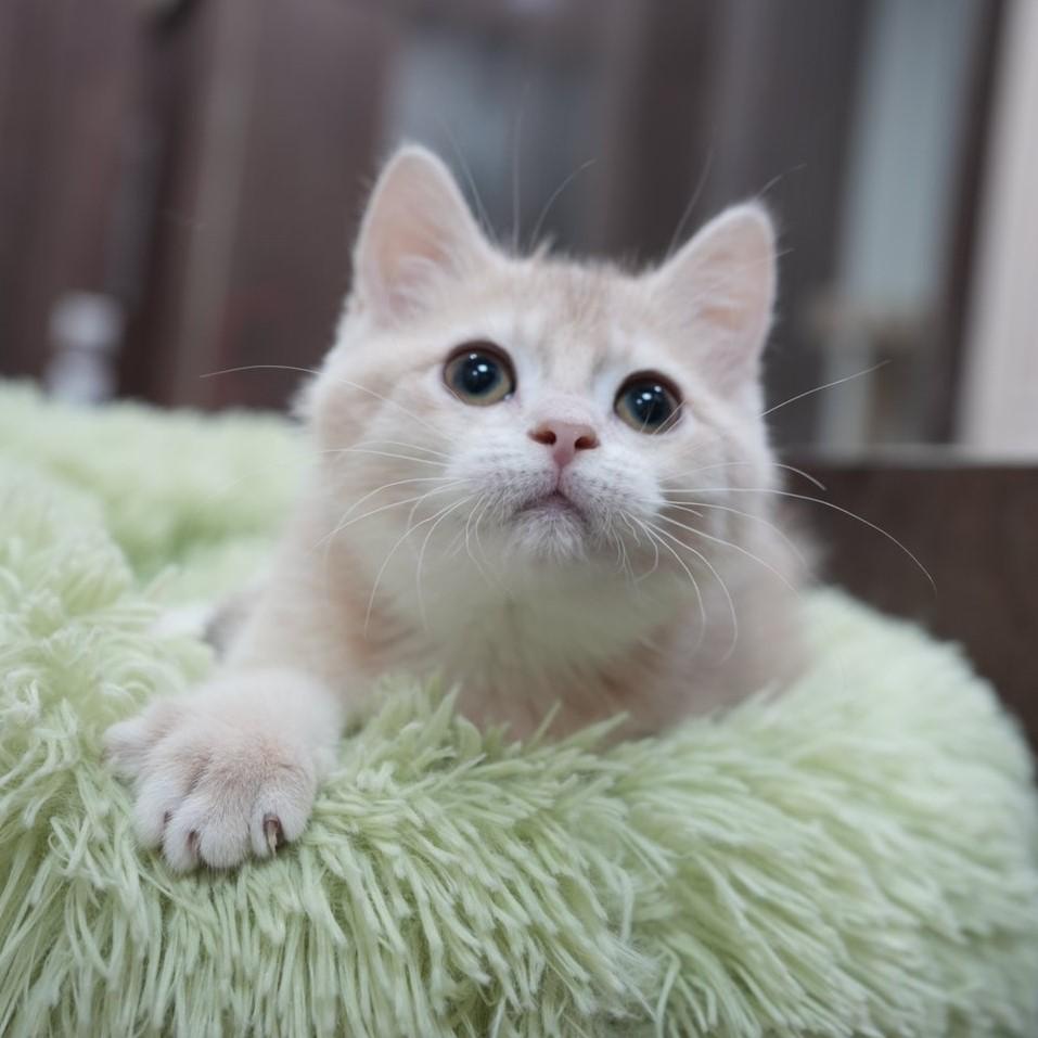 能幹貓今天也星爆