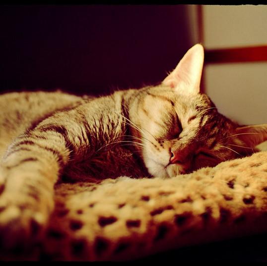 Lily's Drawer ✐日本雜貨文具HOBO日手帳