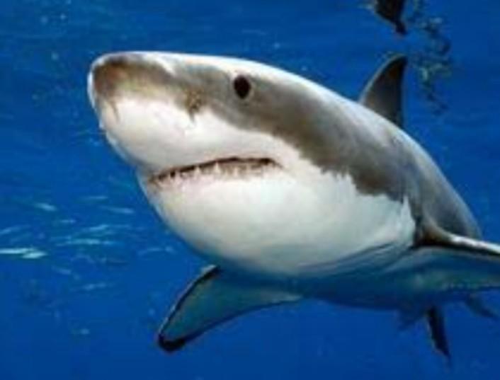 鯊魚板橋直營店