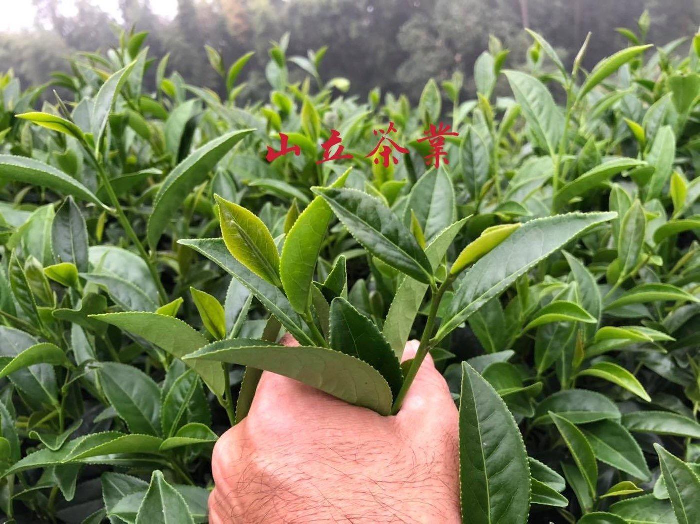 山立茶業