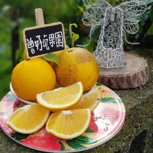 曾好吃果園  鶴岡文旦  晚崙西亞  香丁 肚臍橙 甜丁 柳丁