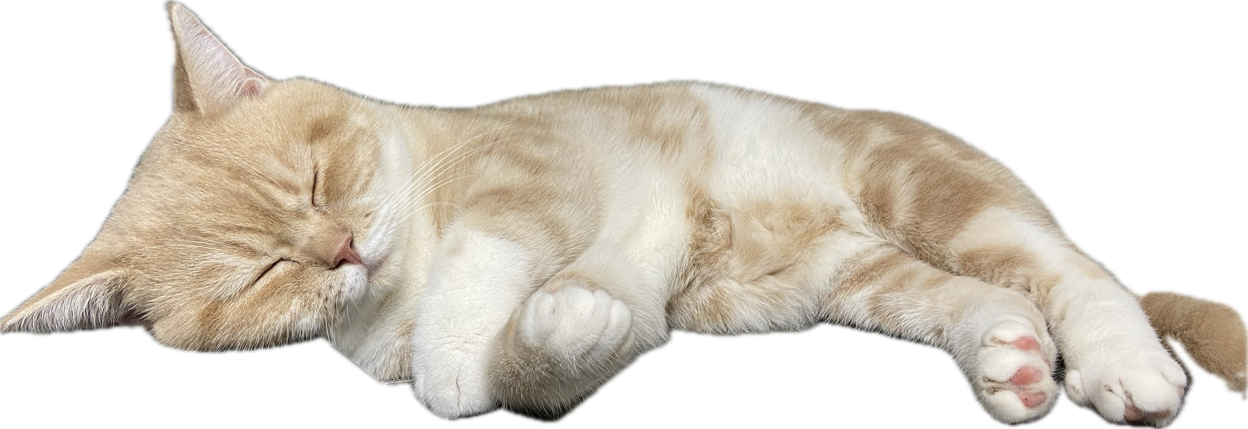 ☕貓闆咖啡屋☕