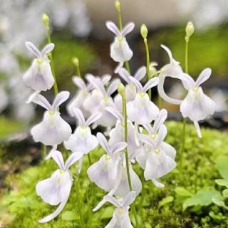 盆栽呀請你別長大 (陶盆、豆盆、小白兔狸藻、押花、花盆、植物)