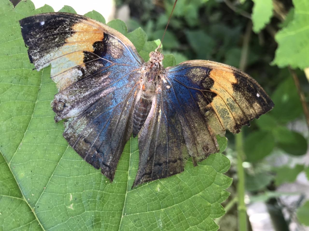 胖子哥哥的小小舖