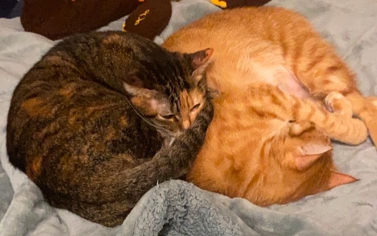 四層香柿玩具屋