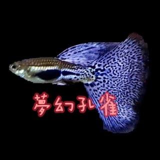 夢幻孔雀水族