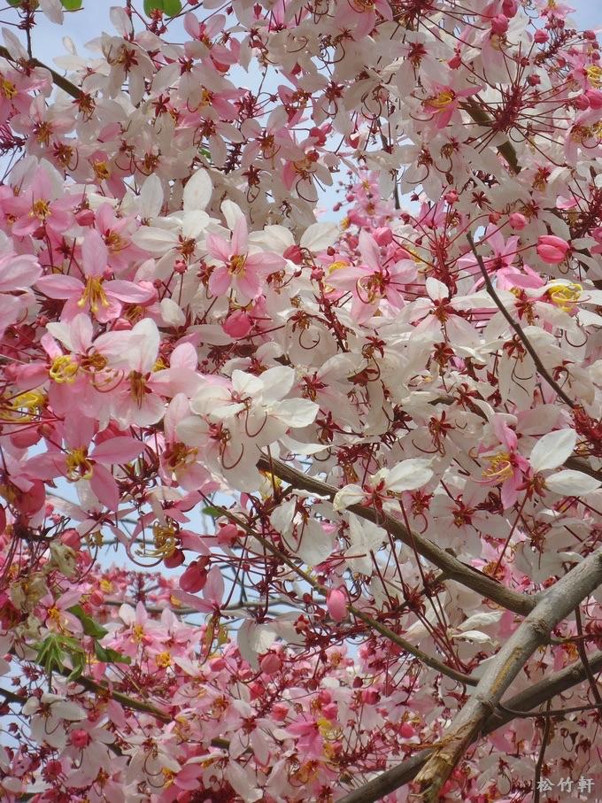 Gelovery分售小賣場2/18-3/7公休