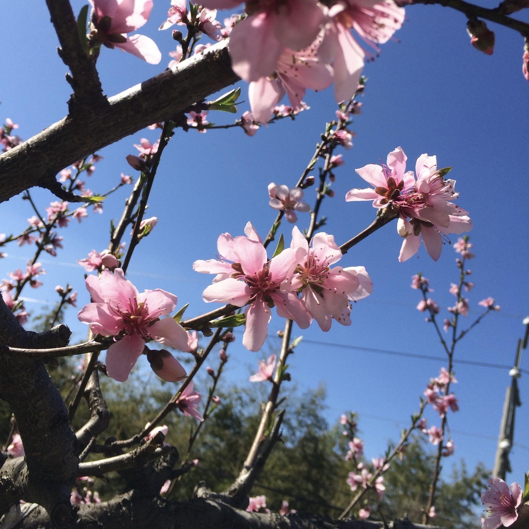 櫻花小舖