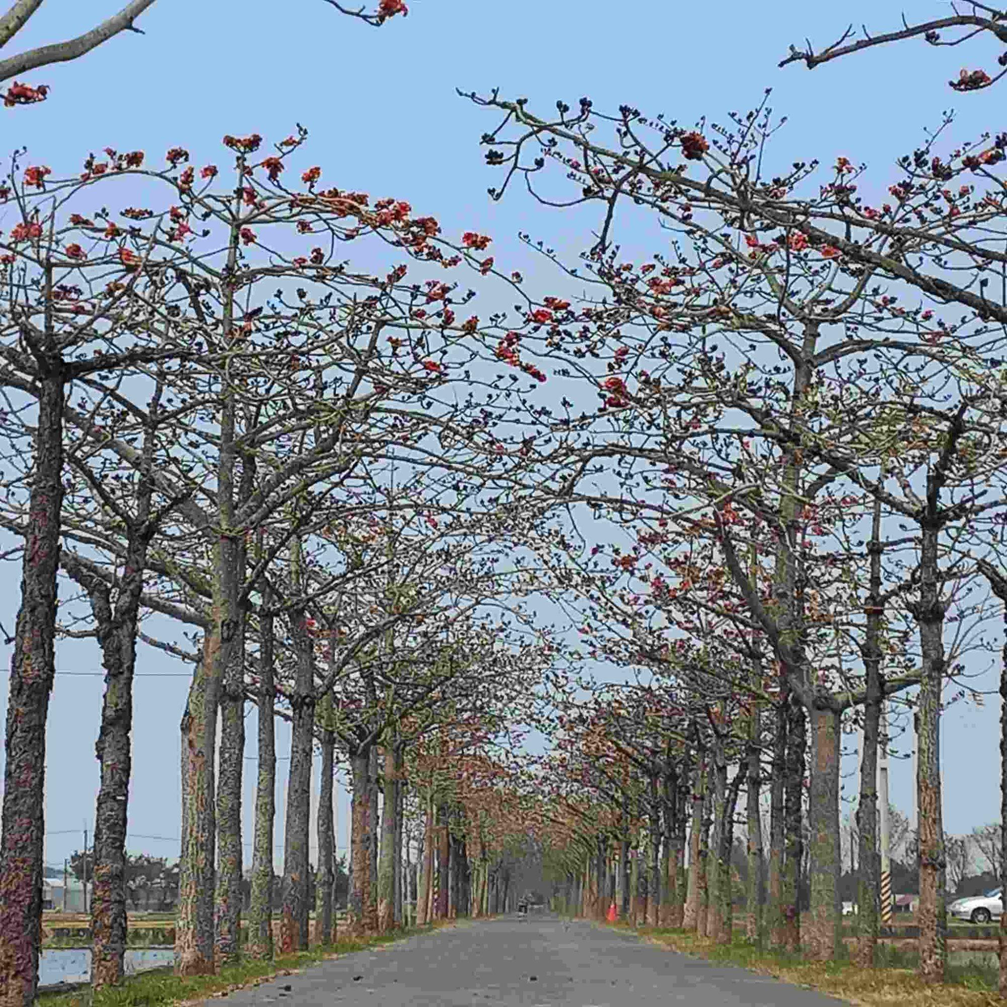 店仔口賣場 白河商店 Baihe Store