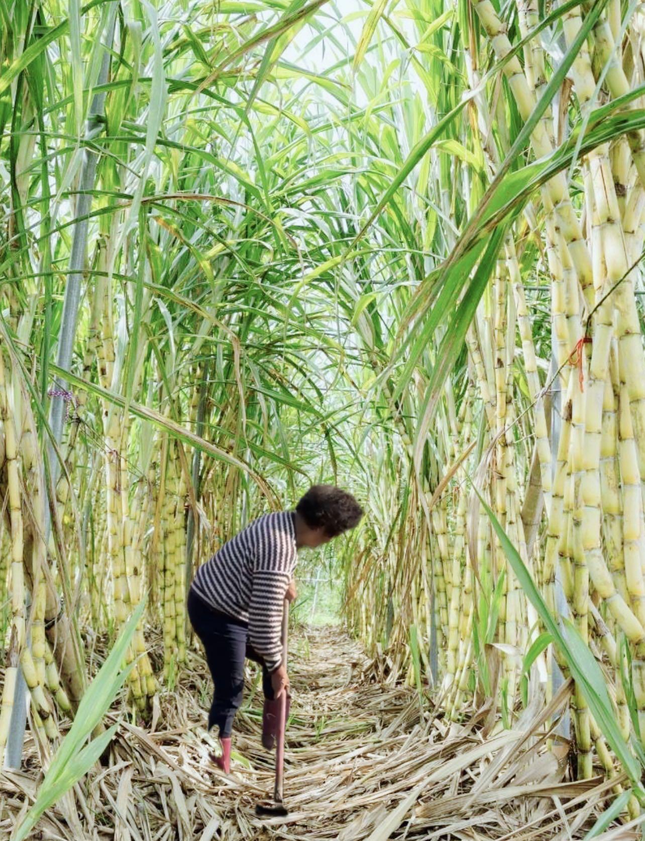 SATAKO AMA の  甘蔗特調飲品