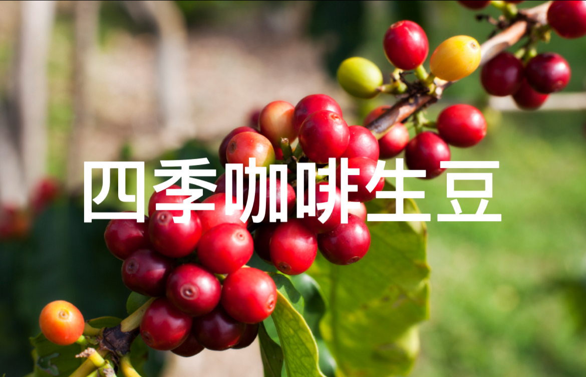 四季咖啡生豆