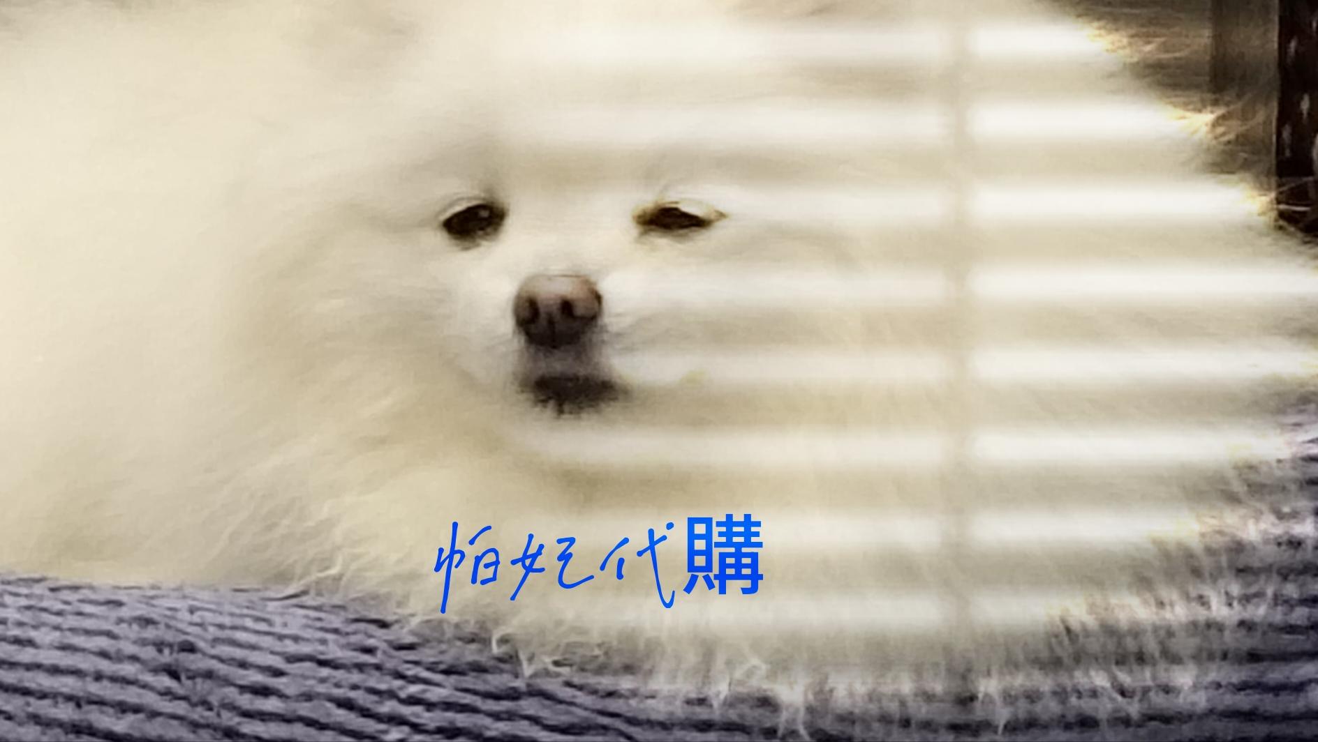 帕妃不怕飛