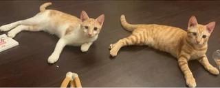 小蘑菇養了紅茶奶蓋