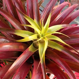 蘭花螳螂的故鄉-空氣鳳梨專賣