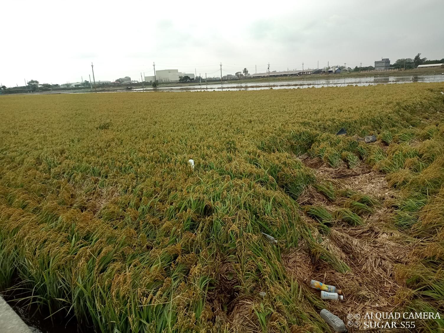 舊食材 大蒜(頭) 地瓜 (甘藷)(蕃薯) 稻米 農漁產品 直接供應販售