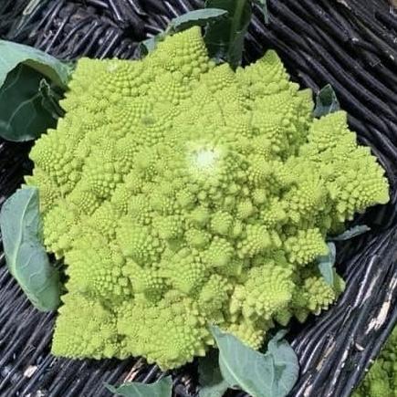 生活收藏雜物