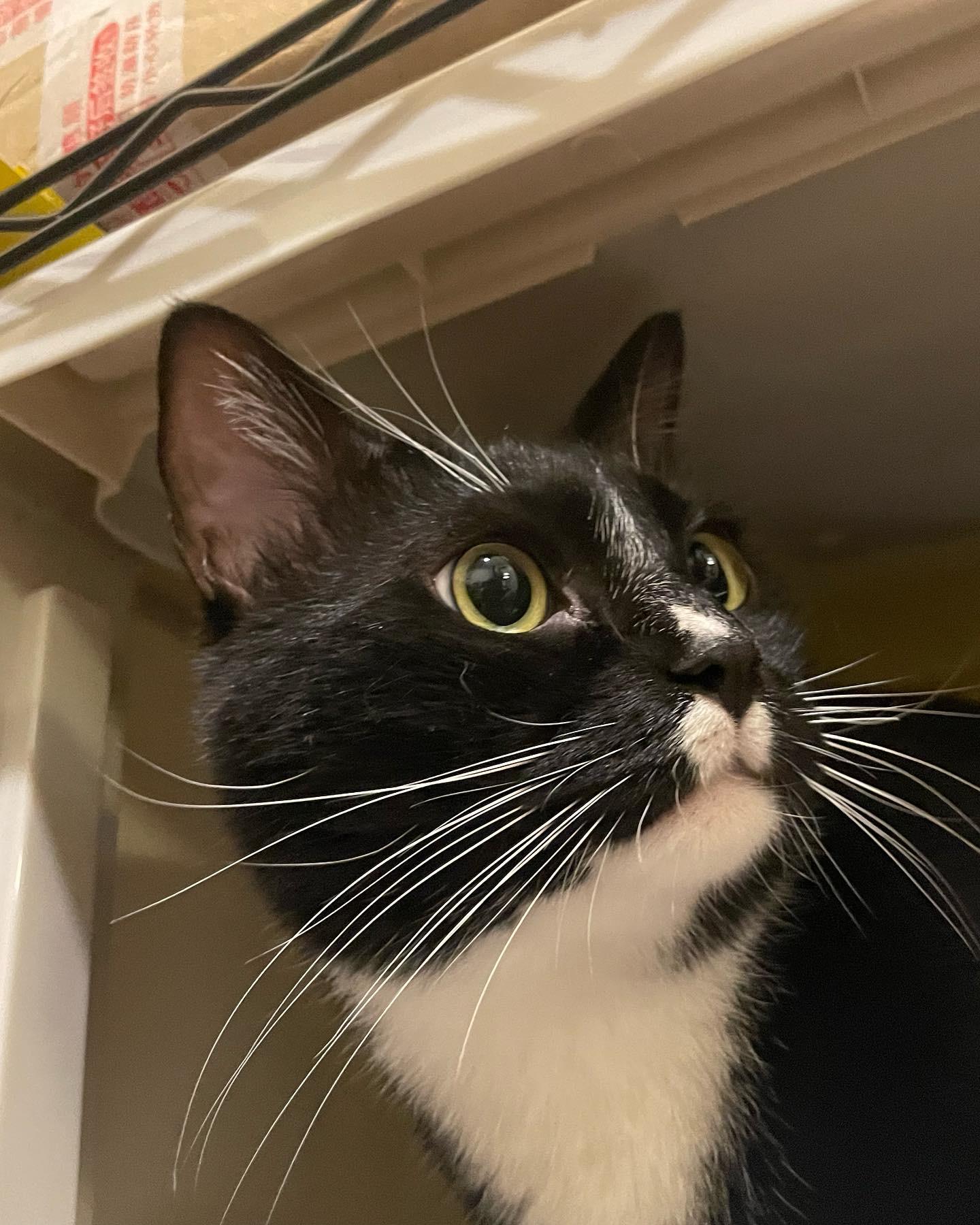 什麼喵的二手母嬰用品