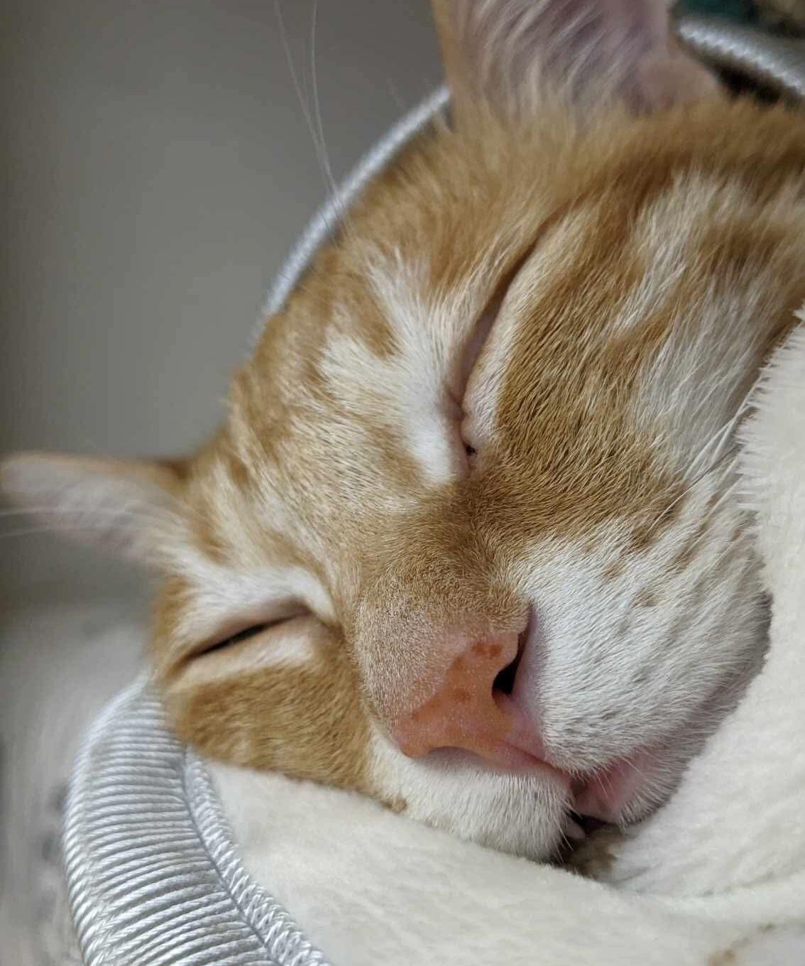 樂樂醬的職人手作坊