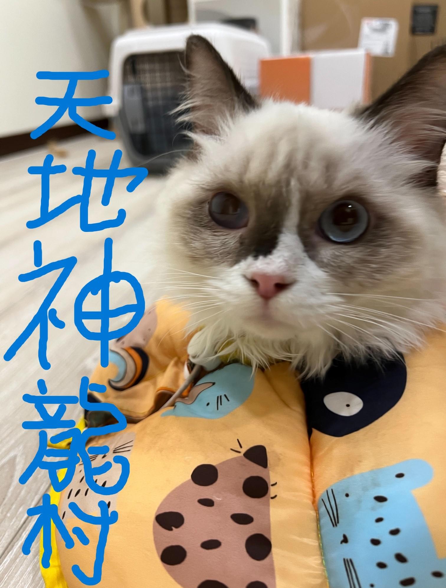 天地神龍村