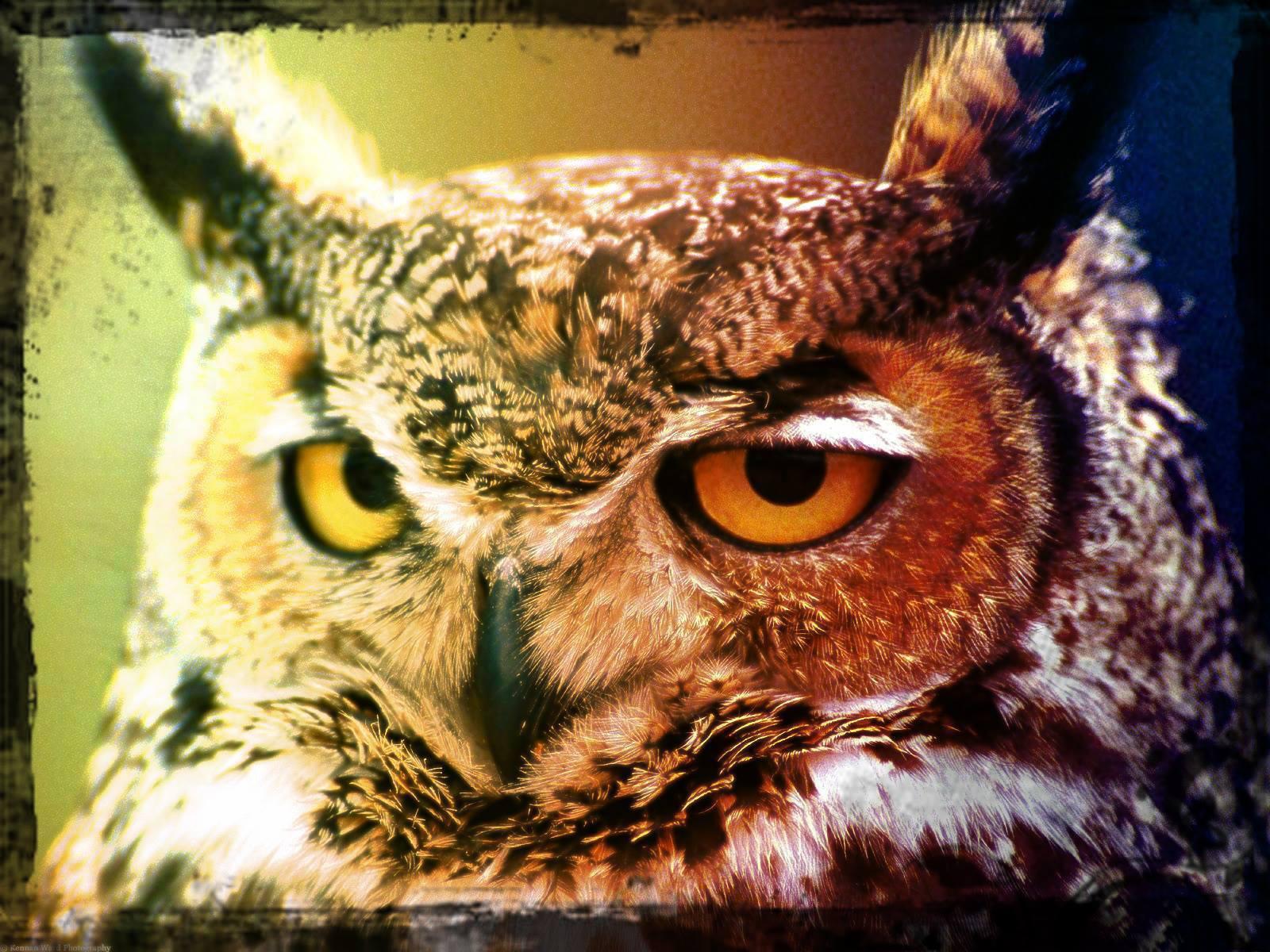 奧爾思貓頭鷹工坊