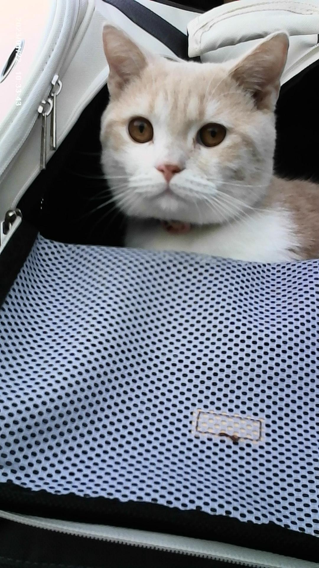 酥皮