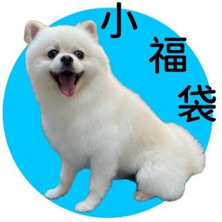 小福袋寵物