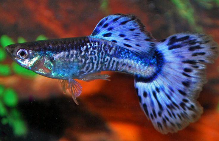 水族商場