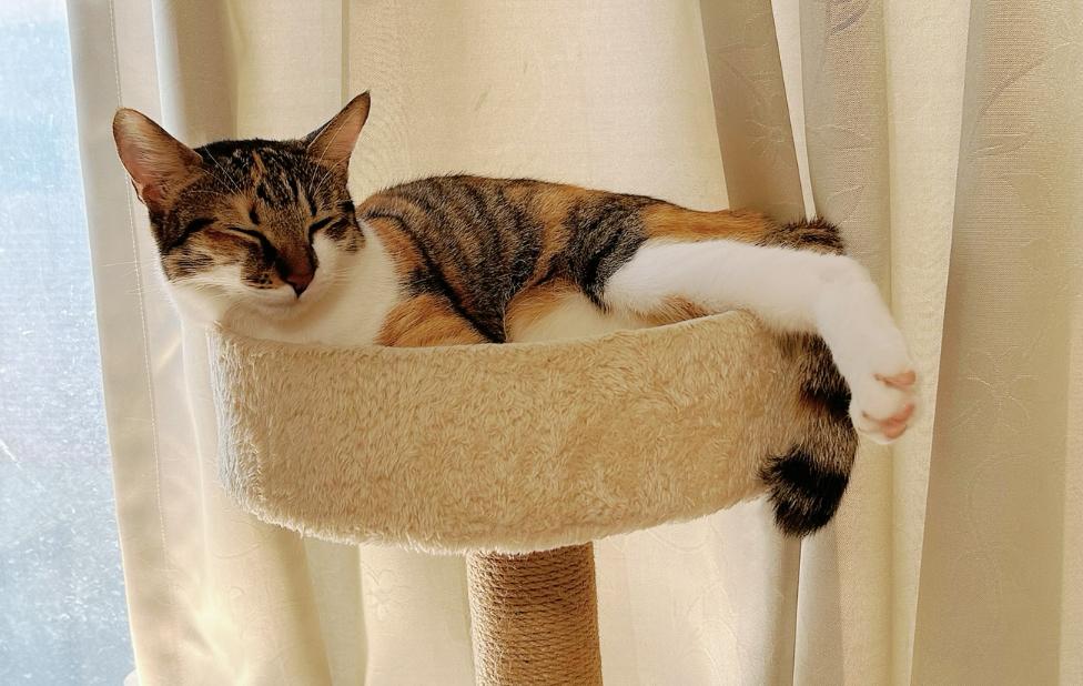 妹妹貓 Mei-Mei Cat