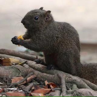 BOBO悠遊卡手錶專賣店