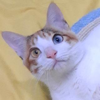 三貓雜貨店二館