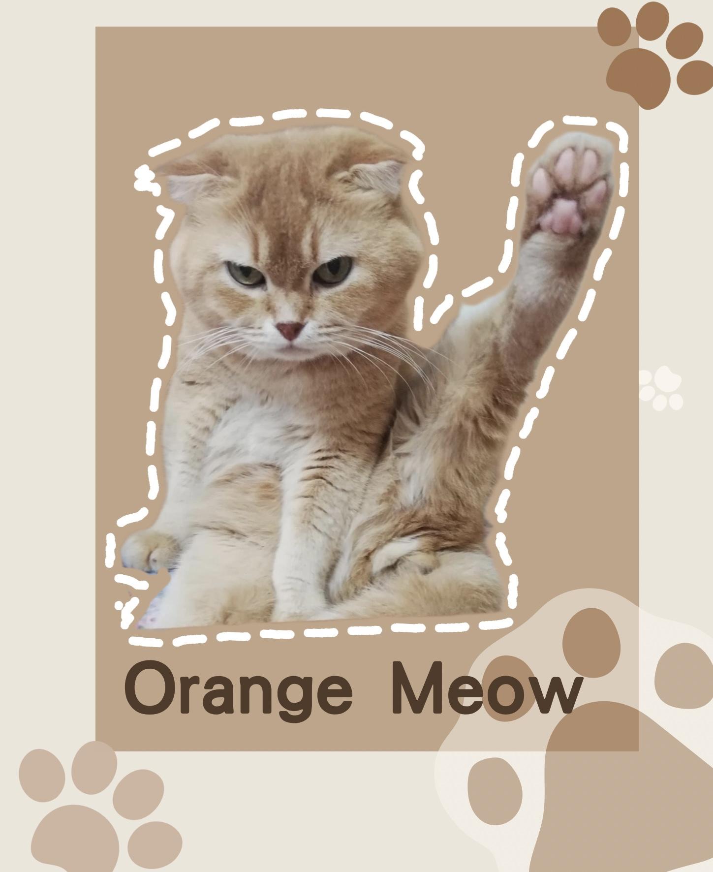 Orange Meow